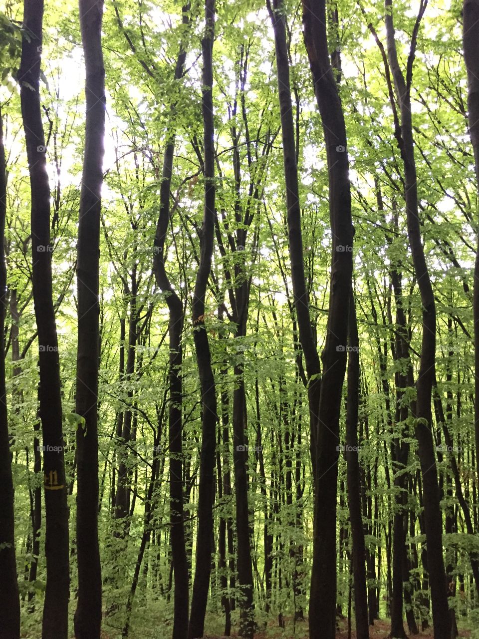 Forest after rain