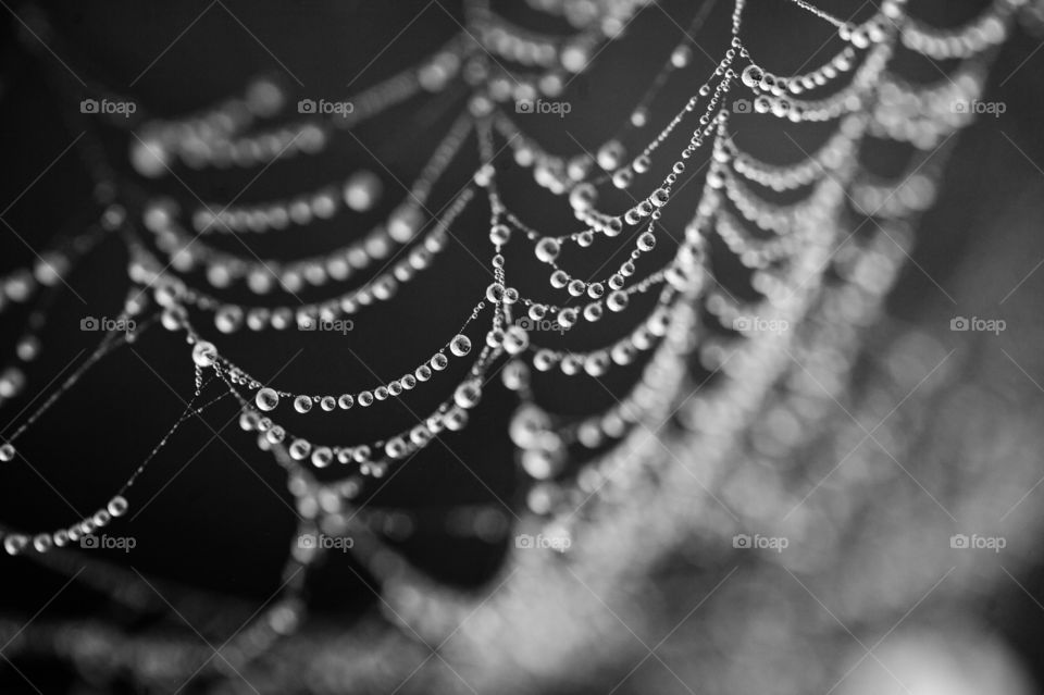 Rainy Spiderweb
