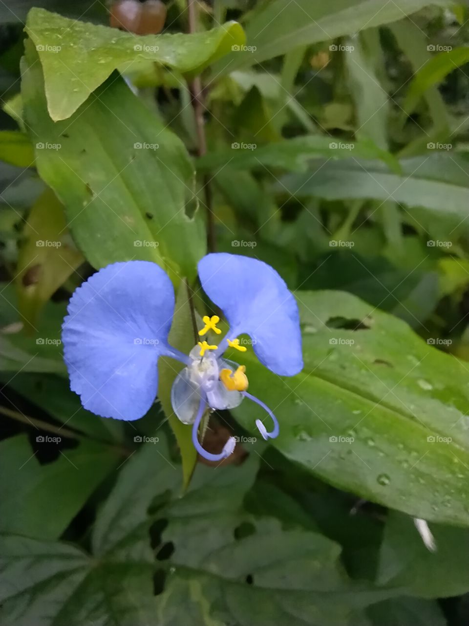 Insect like flower