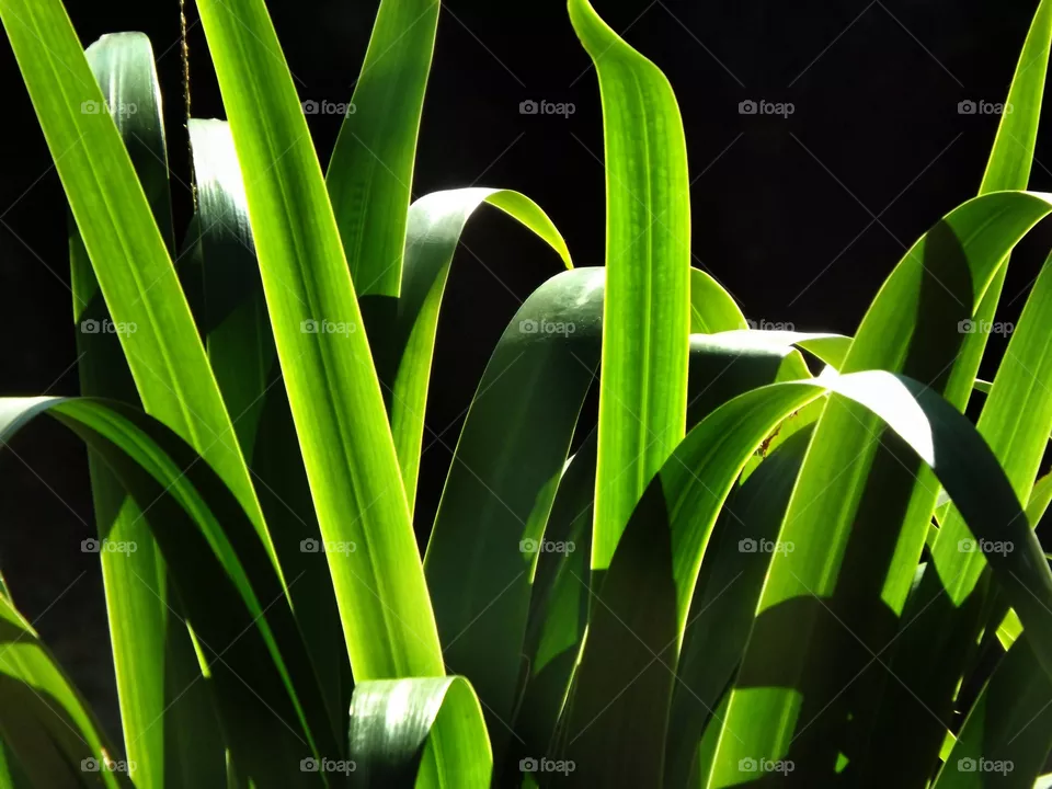 Light and shadow in the foliage