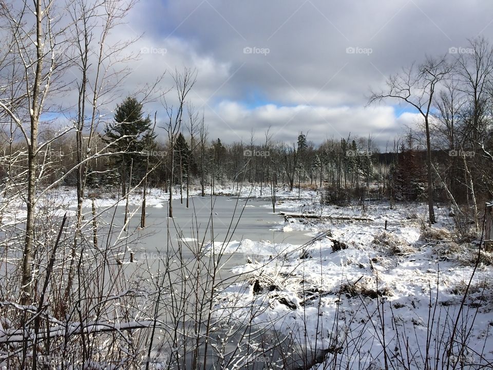 Frozen beaver pond