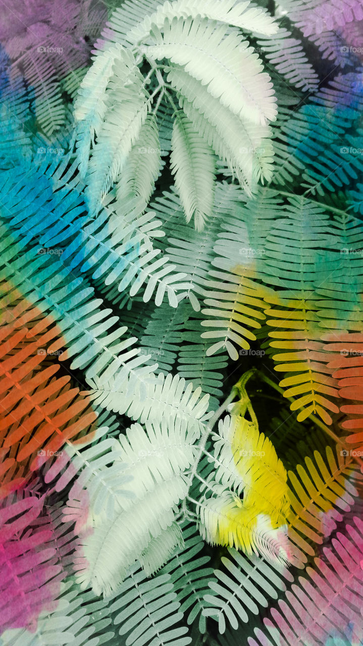 nature photo design color full