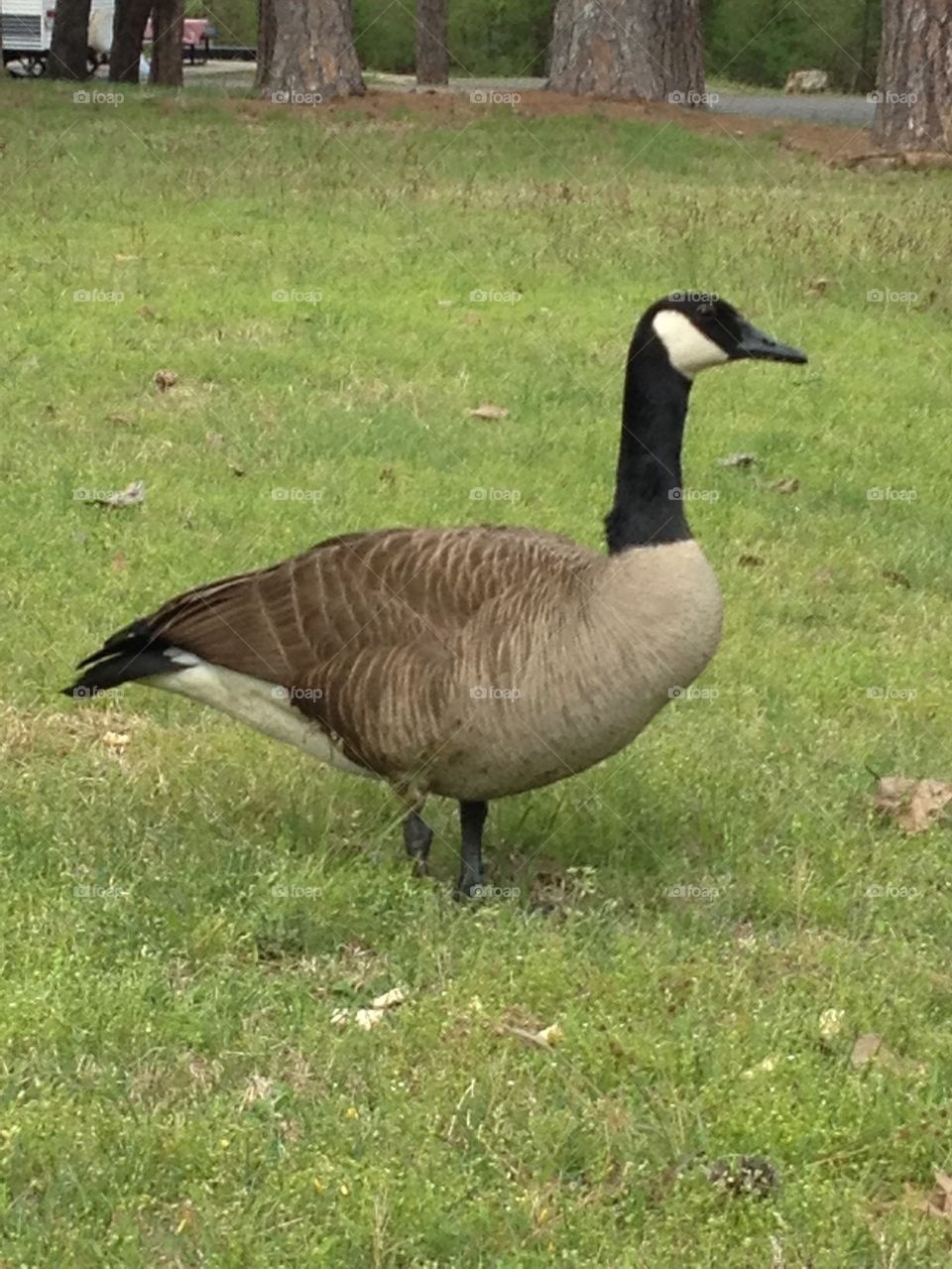 Goose 