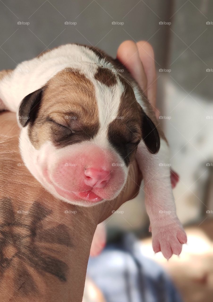 newborn puppy