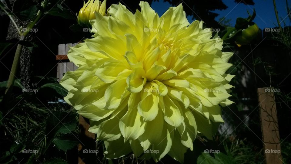 my yellow Dahlia2014