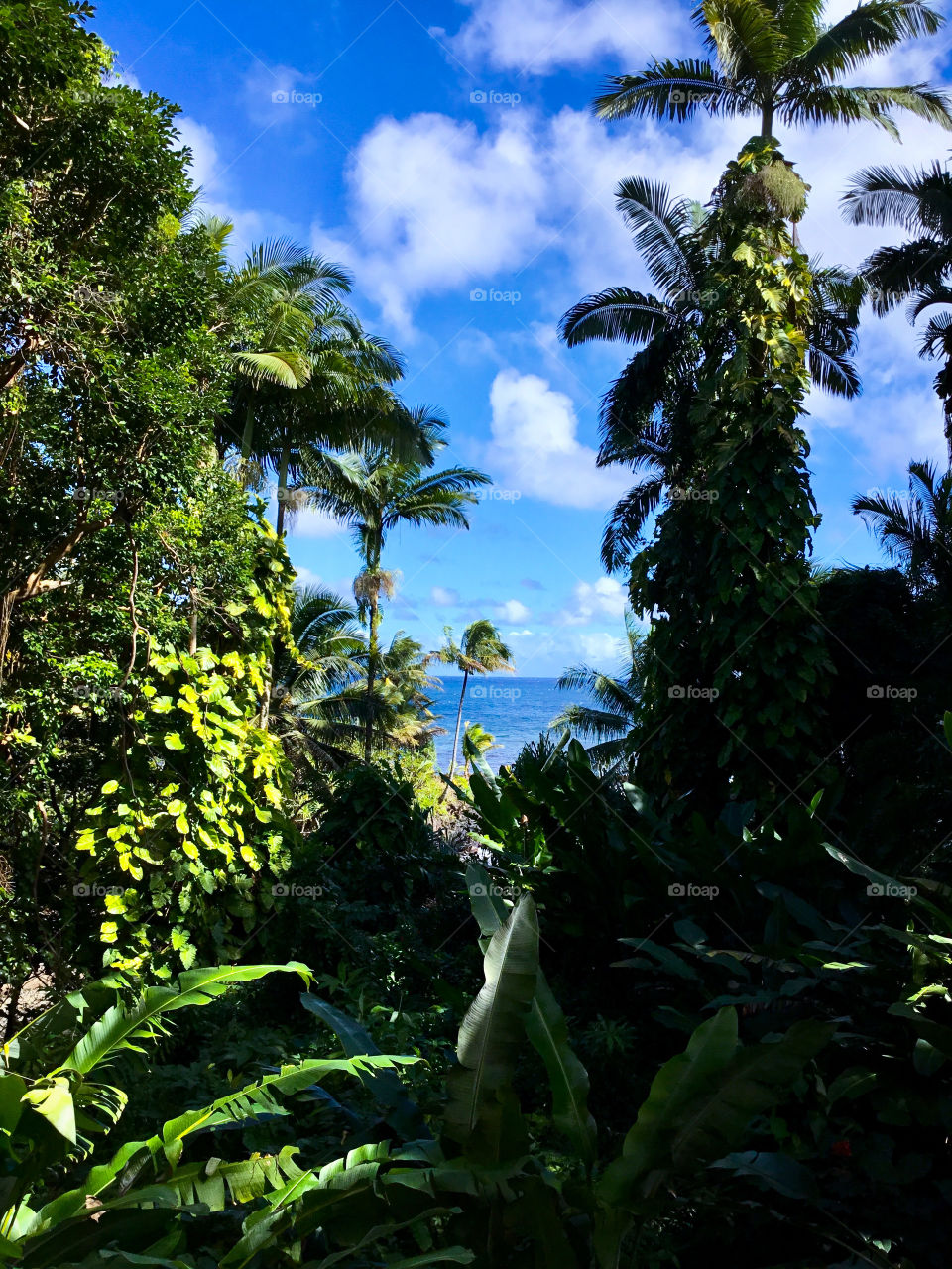 View at Hawaii Tropical Botanical Garden