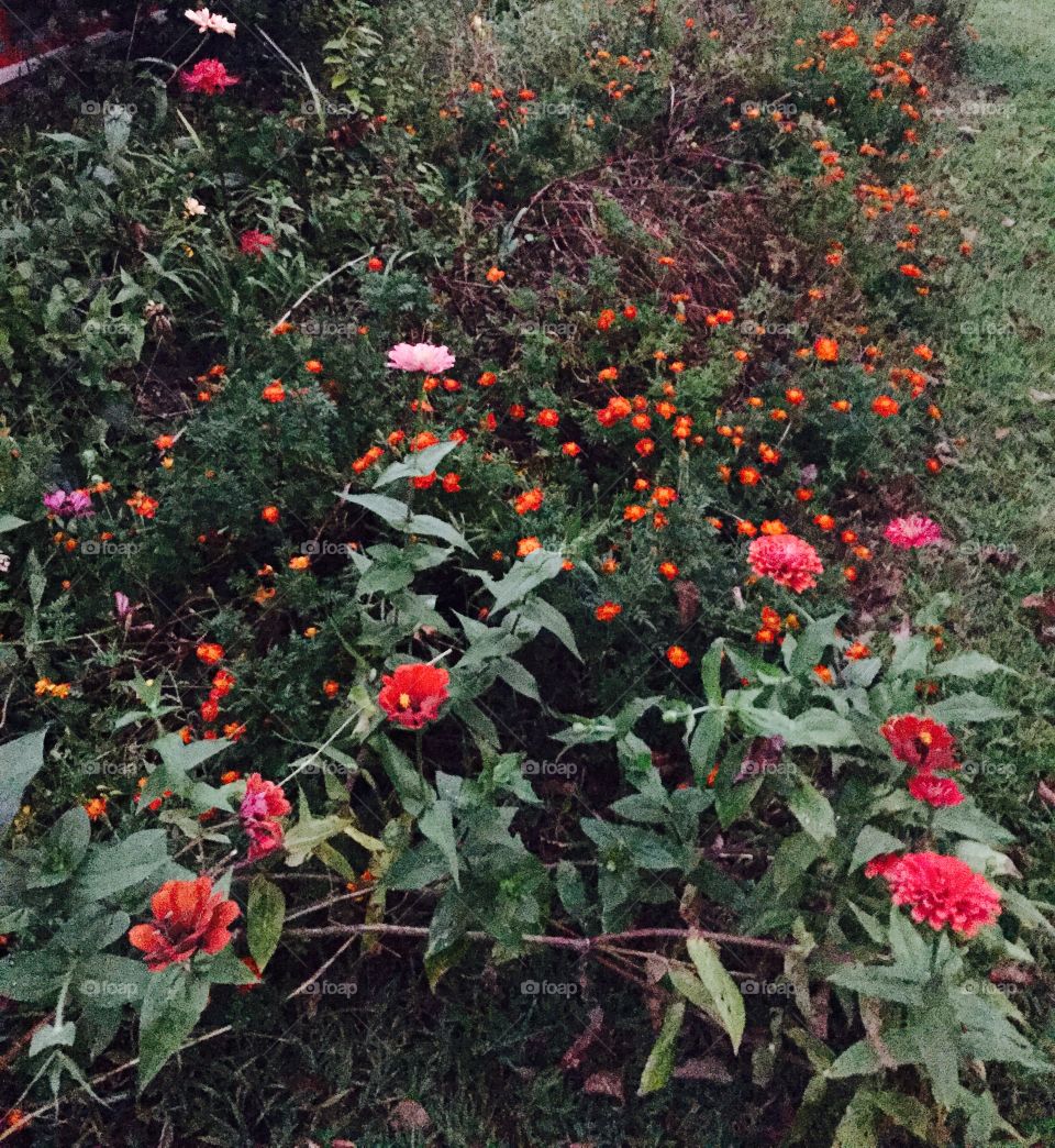 Garden full of colorful flowers, including orange marigolds and red and pink zinnias. 