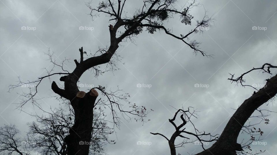 Tree, Branch, Wood, Landscape, Nature