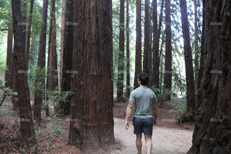 Walking alone int the woods , listening the silence of nature 