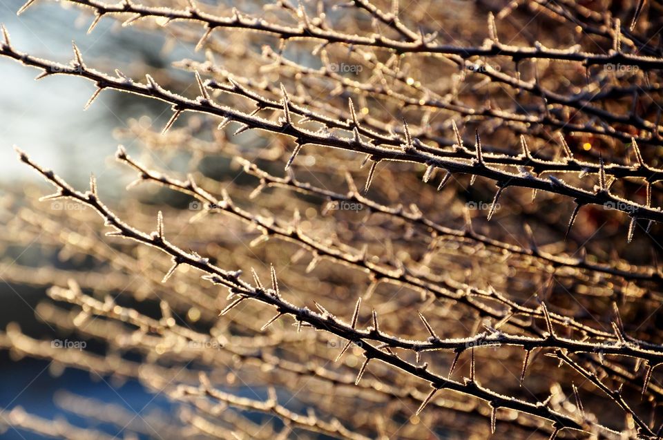 Desktop, Nature, Winter, Fence, Abstract