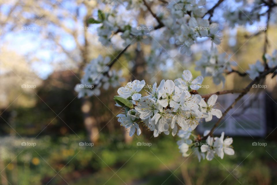 Spring flower. 