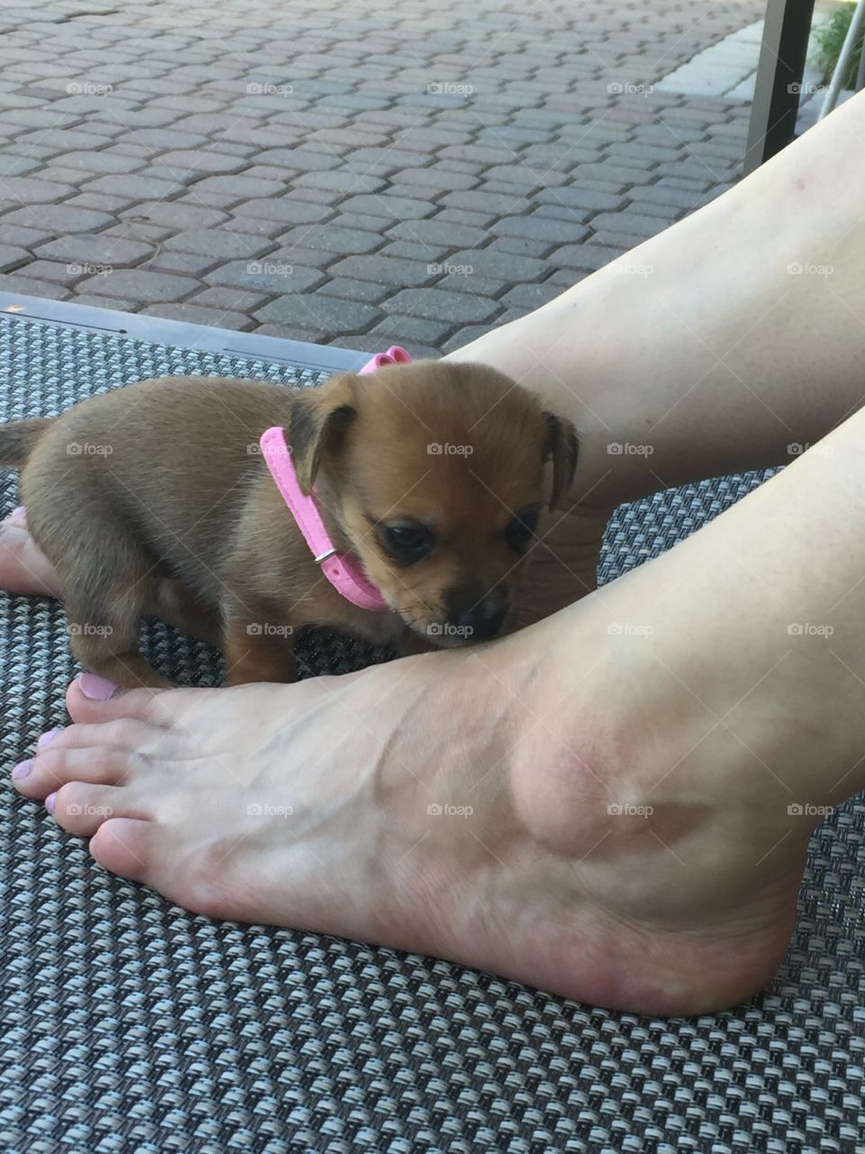 5 Week Old Puppy Goes Outside