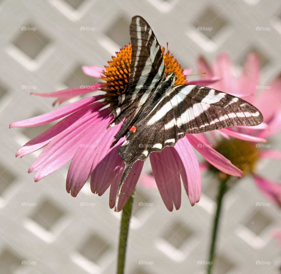 Zebra swallowtail on a flower.  Chesapeake Beach Maryland on a Summer Sunday morning