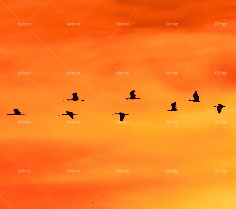 Morning sky - Majestic view - Birds fly 