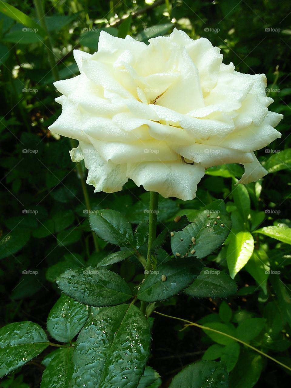 white rose