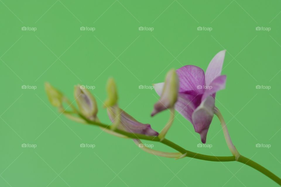 Orchid flower at my house 