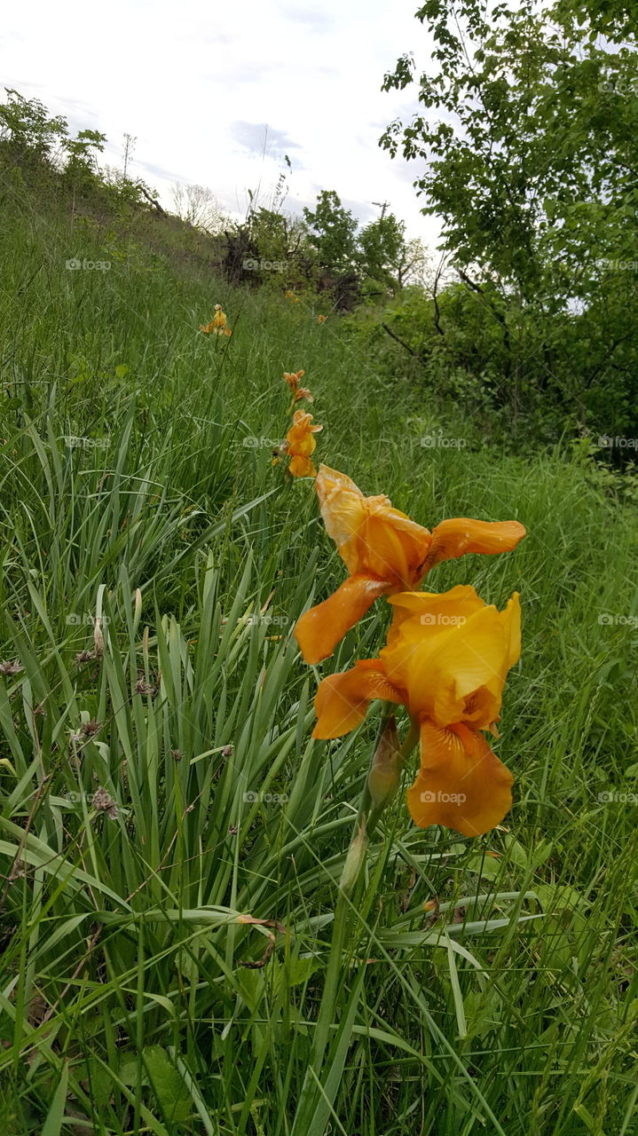 one of natures gifts