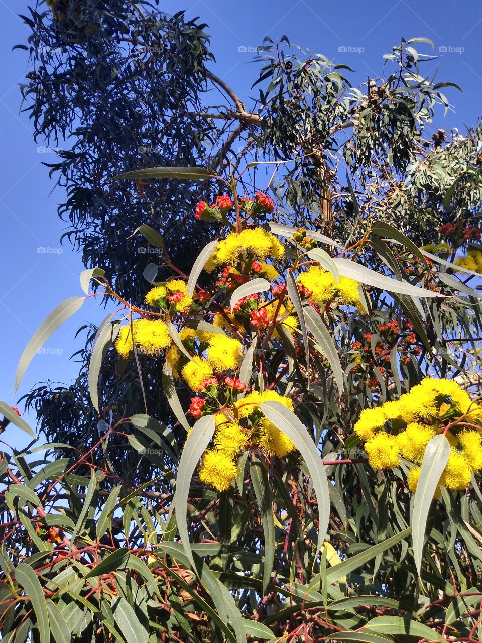 flower on tree