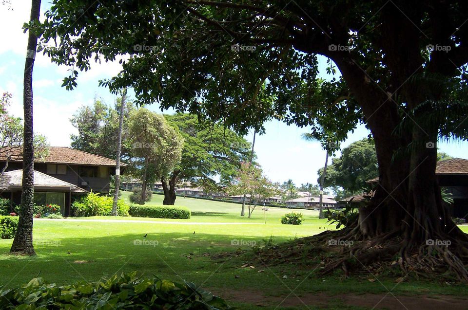 royal lahaina cabins. kaanpali hawaii