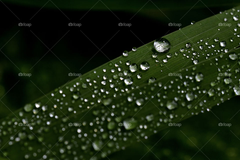 beads loves dew drops in shadow