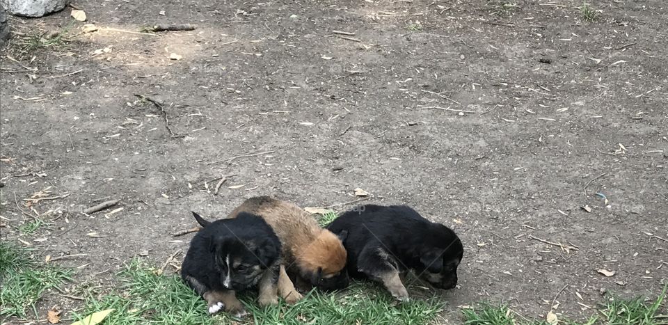Adoption puppies creoles 