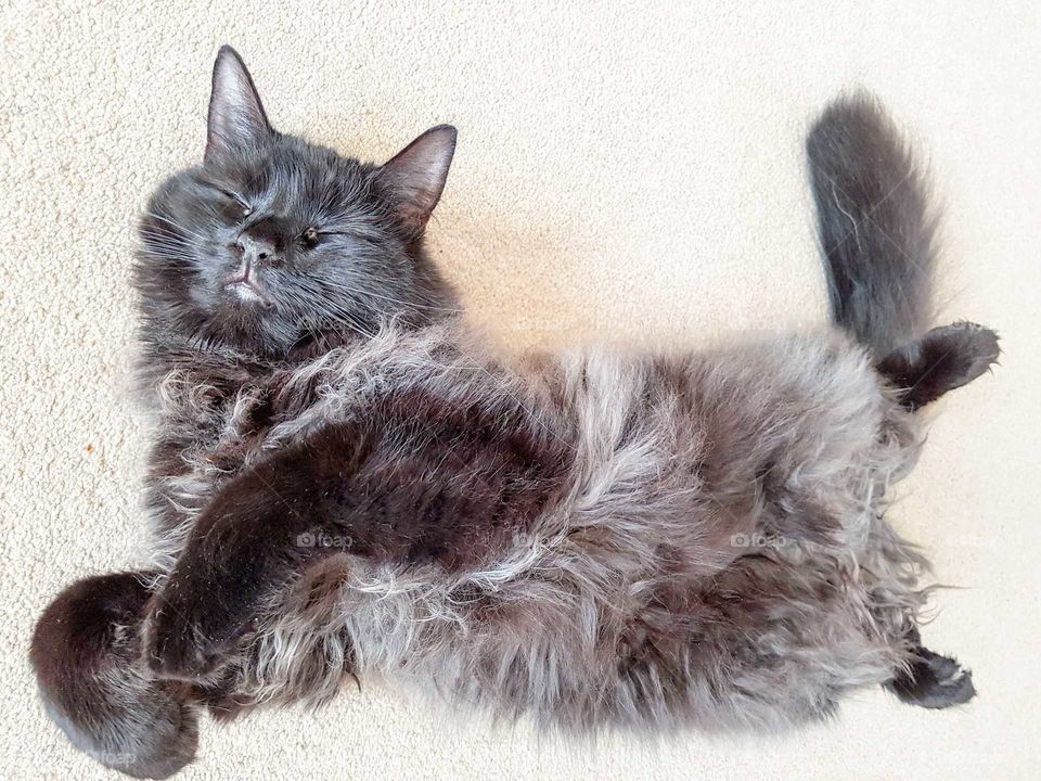 fluffy longhaired cat dreaming of birds.