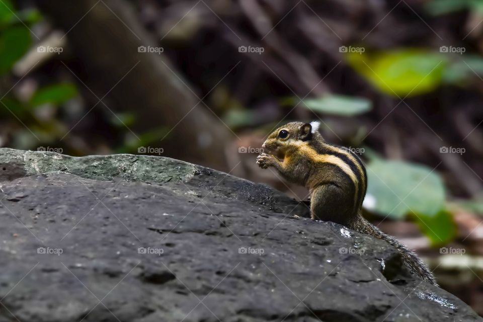 Cambodian Striped Squirrel