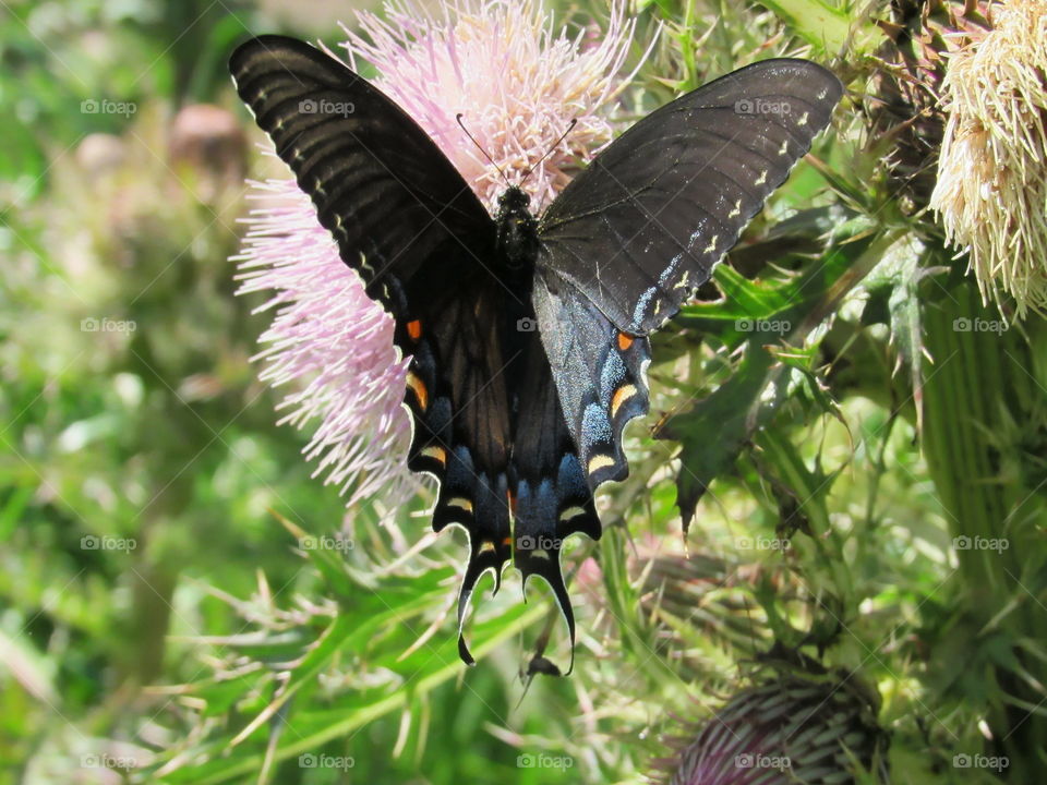 butterfly on flowers outdoors