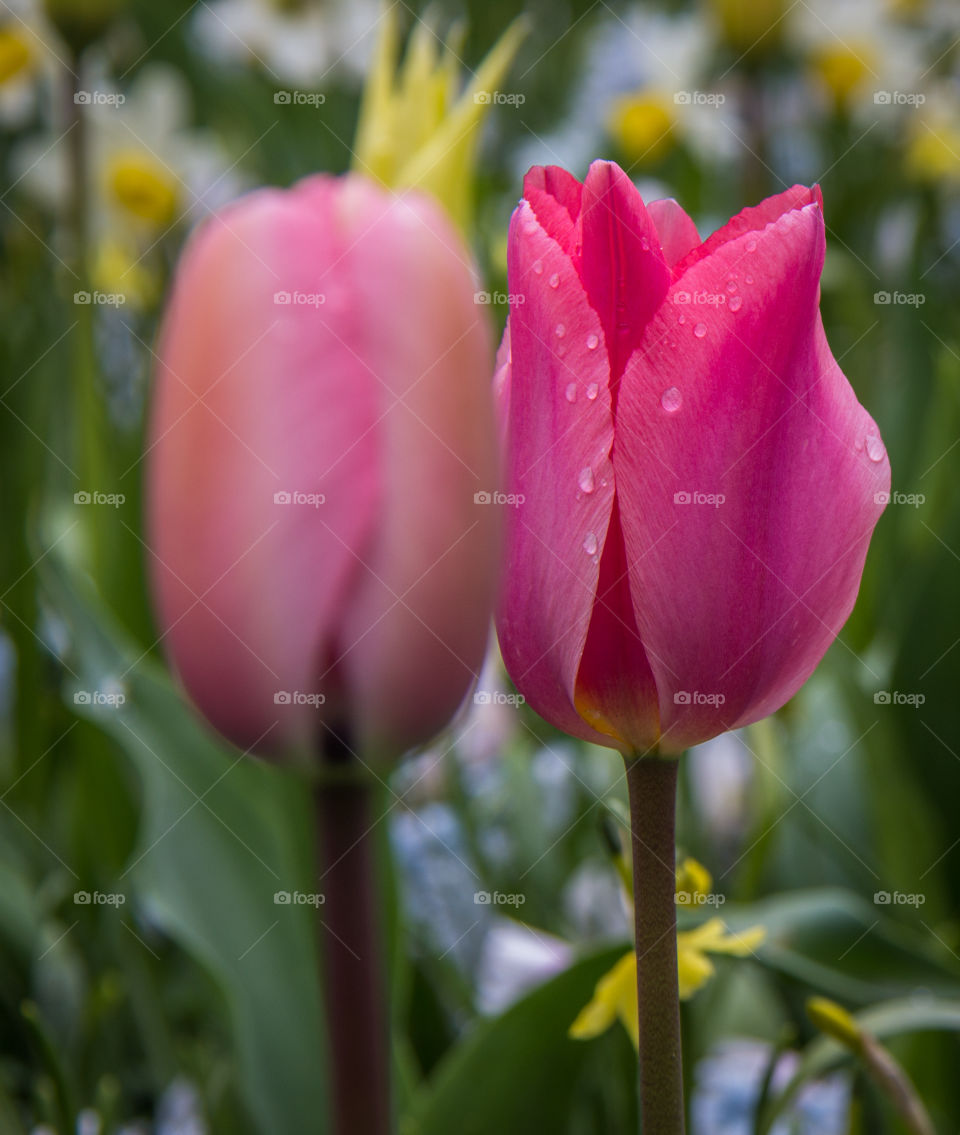 A pair of tulips