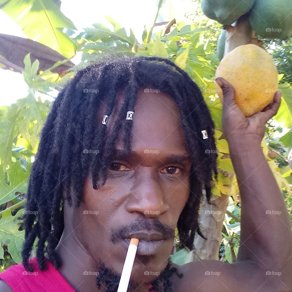 picking a nice ripe papaya