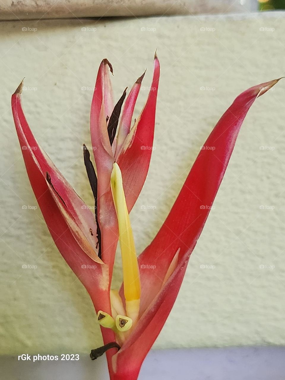 bird of paradise