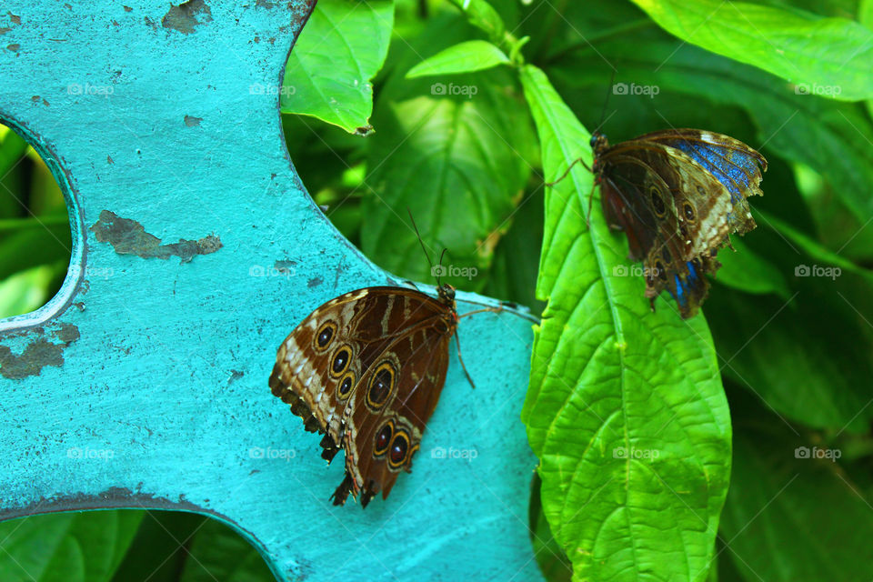 Butterfly garden