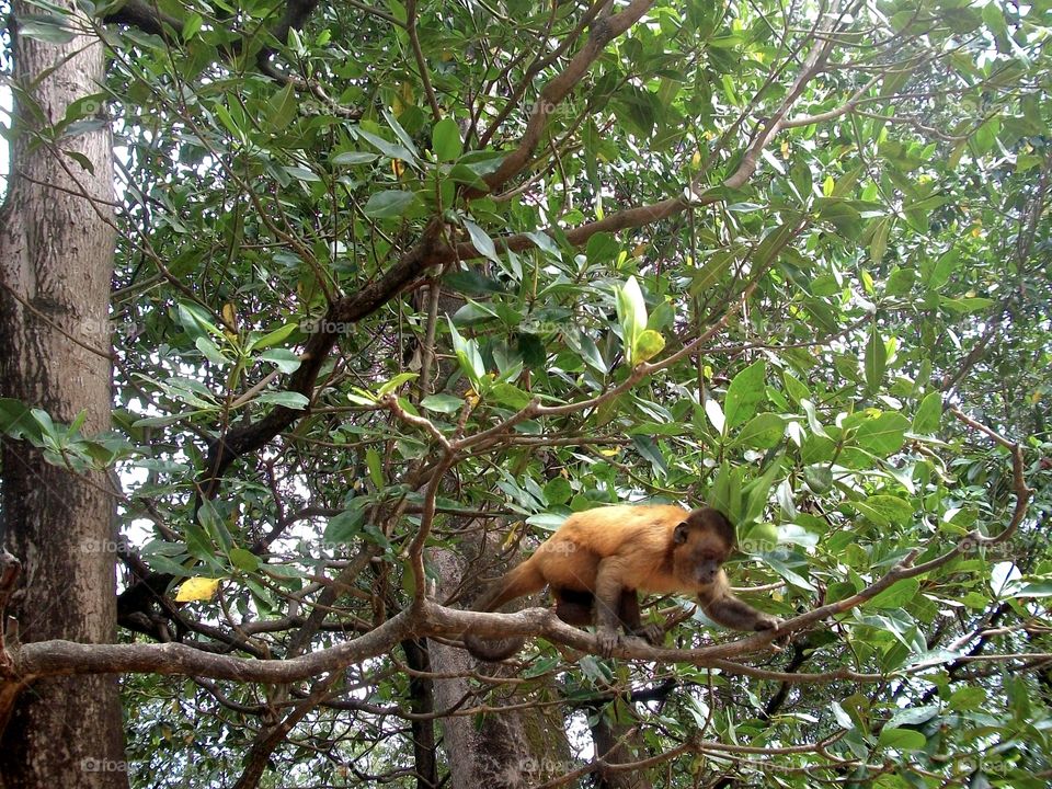 Little monkey on tree in Maranhao, Brazil