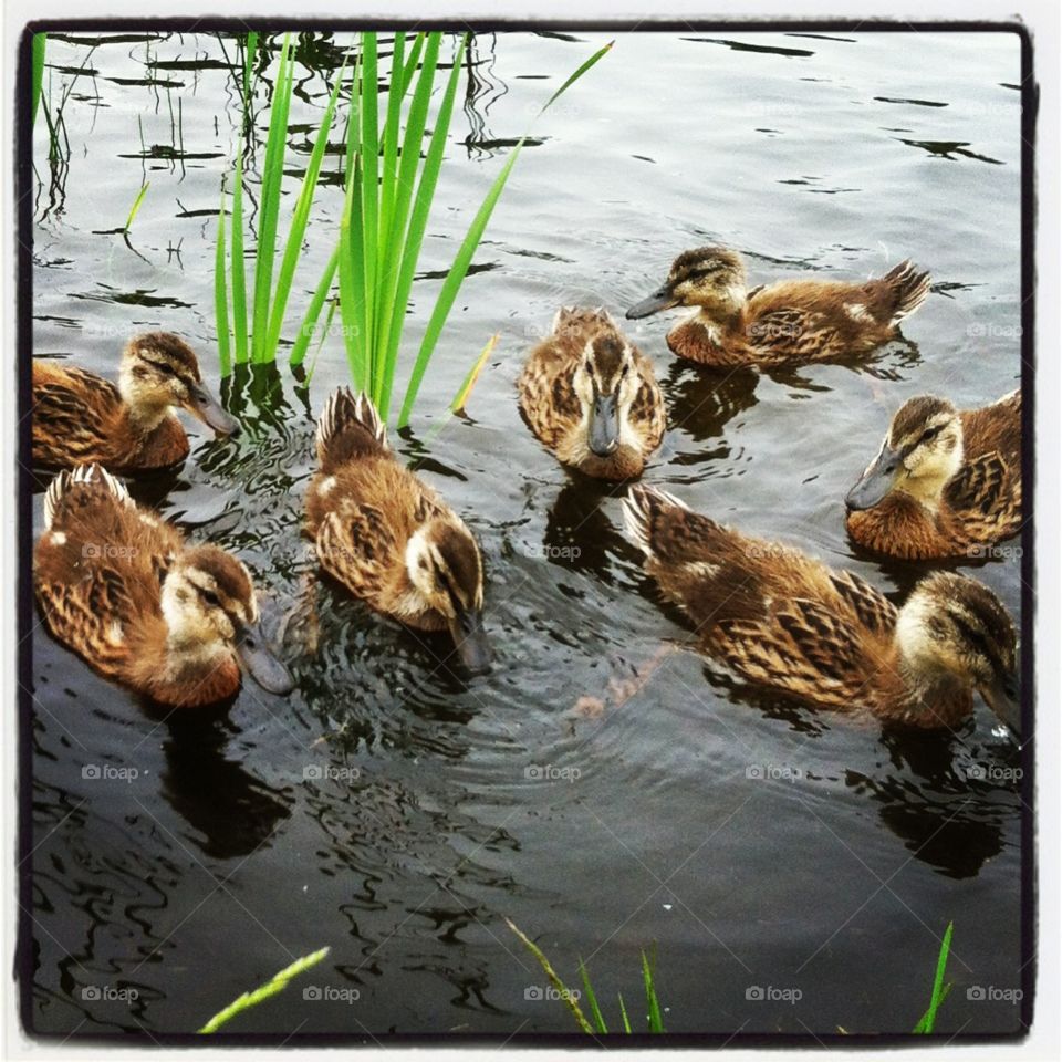 Ducks 