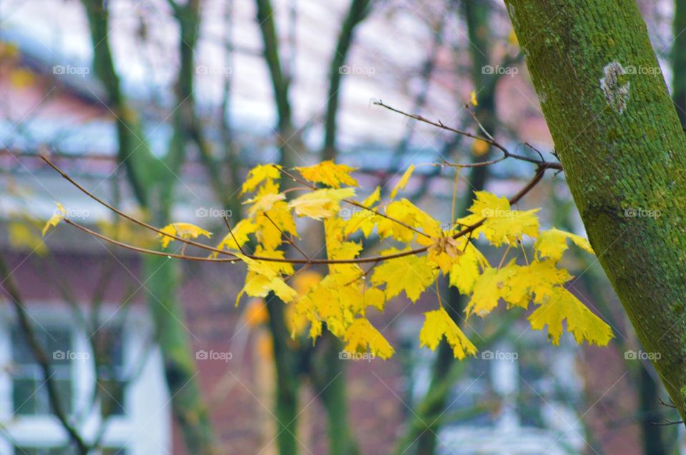 yellow autumn