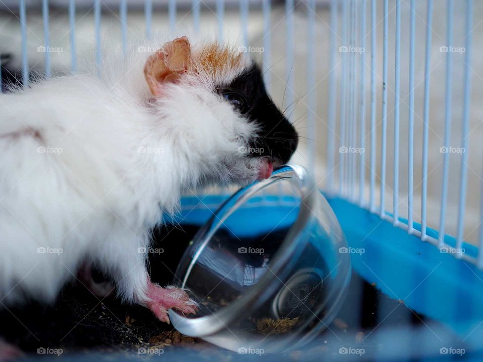 Guenea  pig licking her food container