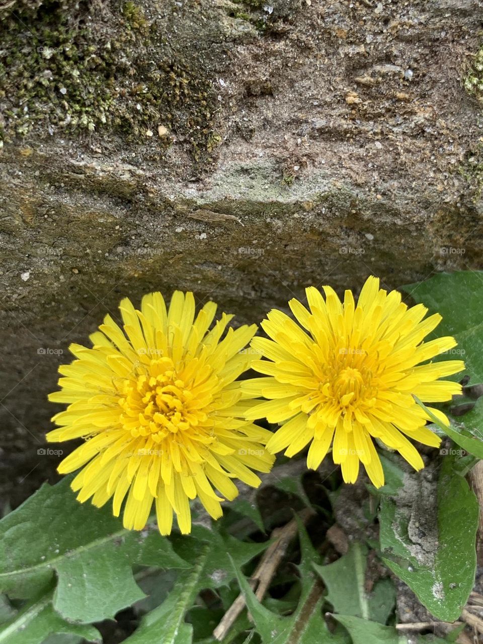 Two common dandelion flowers