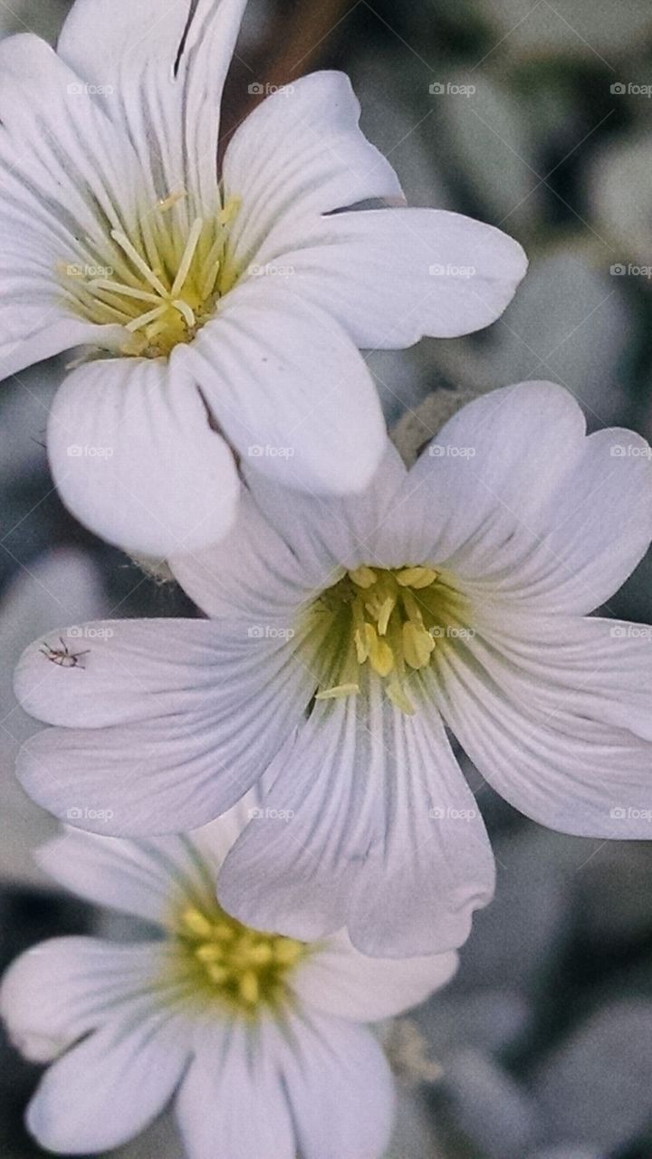 Tiny flowers and tiniest little bug express the beauty of nature.