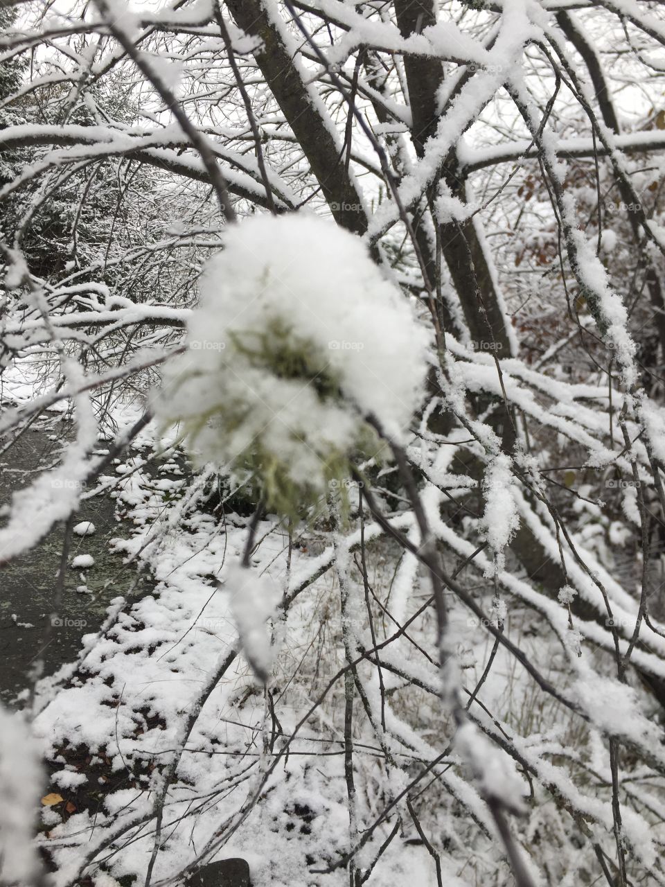 First snowfall of the season this tree has one remaining little fuzzy pod still showing it’s greens