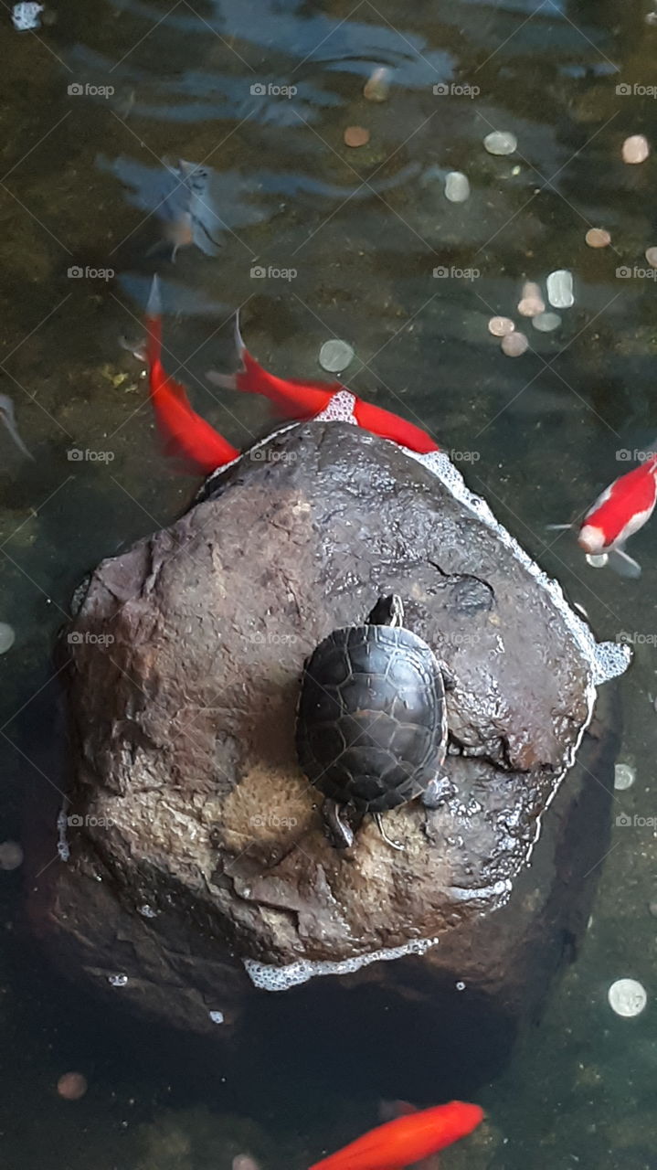 turtle