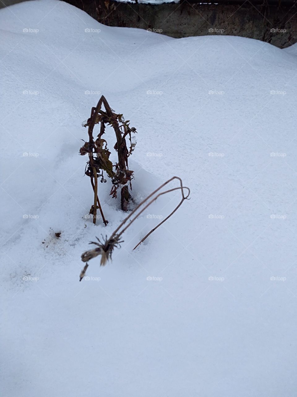 dandelion under snow
