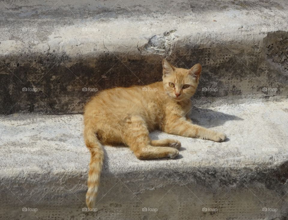 Cat resting on steps in Italy