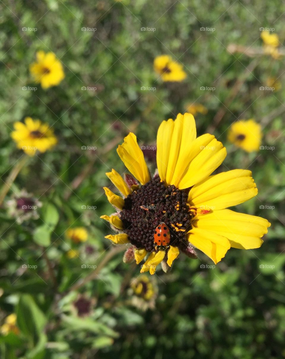 Carpinteria Daisy & Ladybug