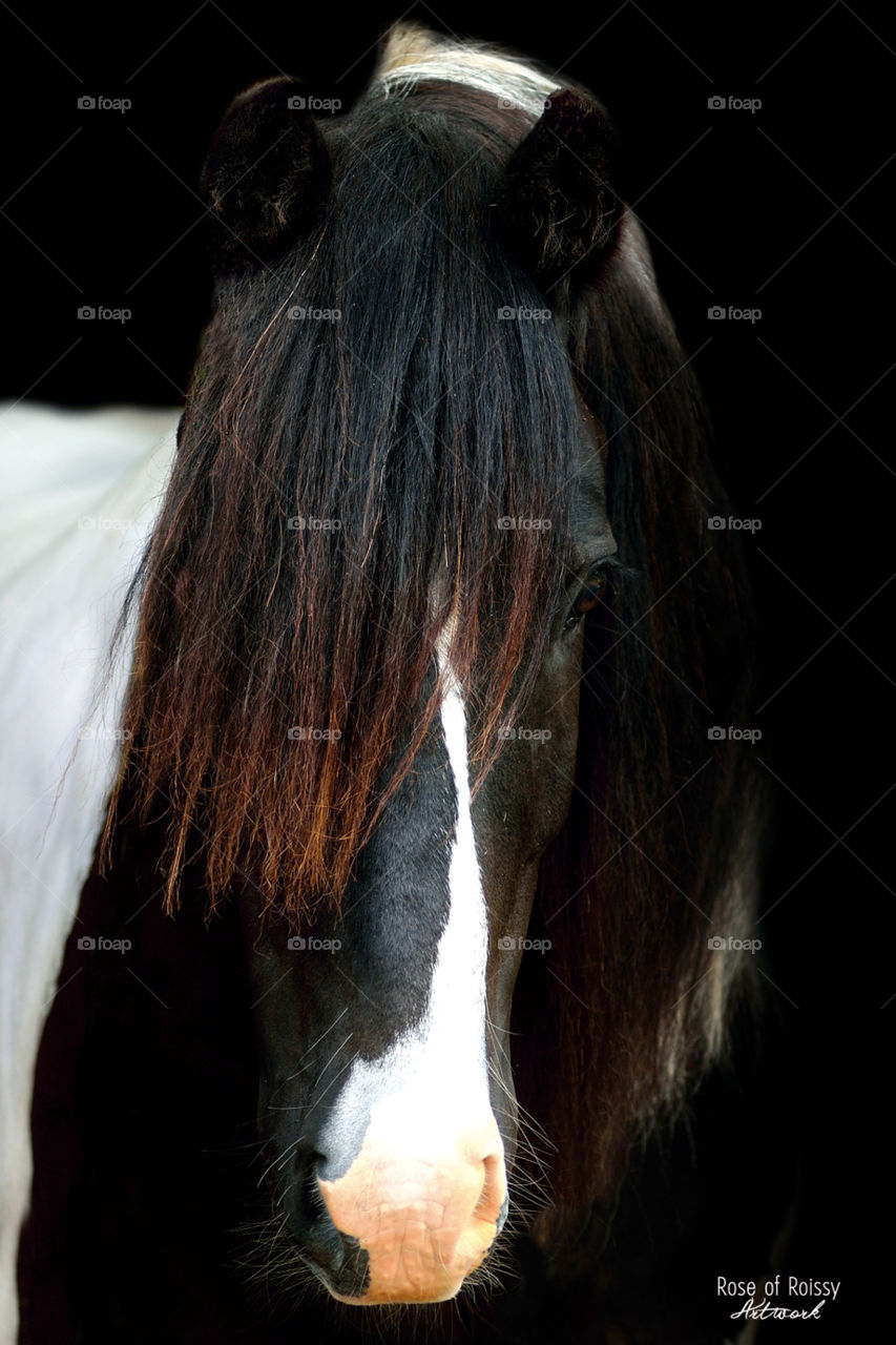 Horse portrait of an irish tinker