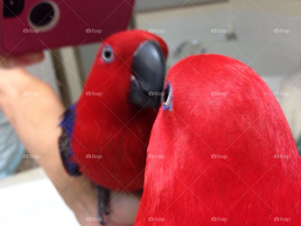 Parrot in the mirror