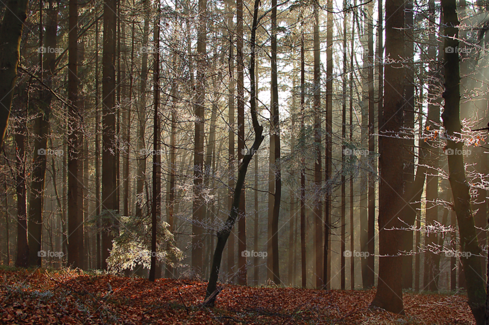 winter tree trees forest by selecshine