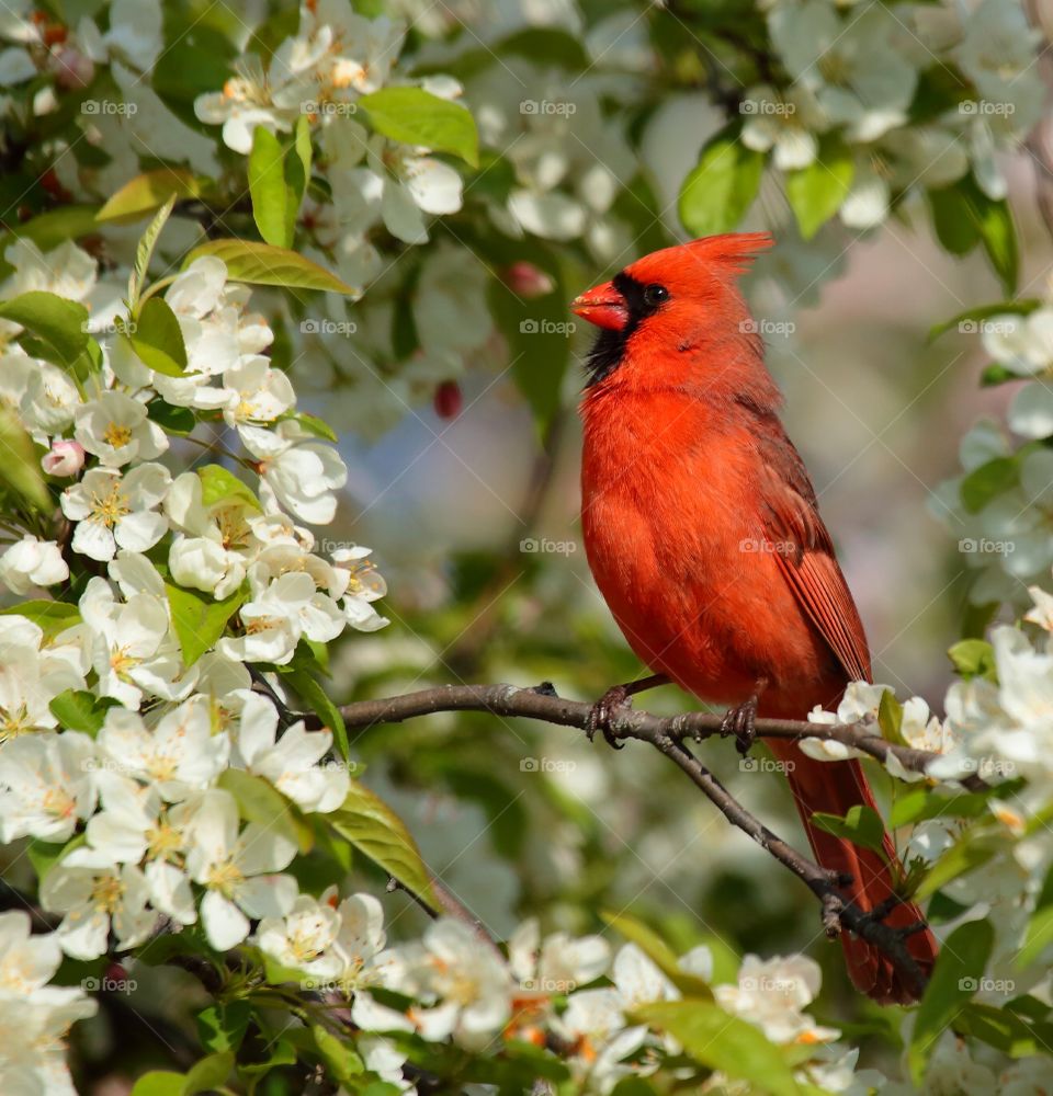 cardinal  male