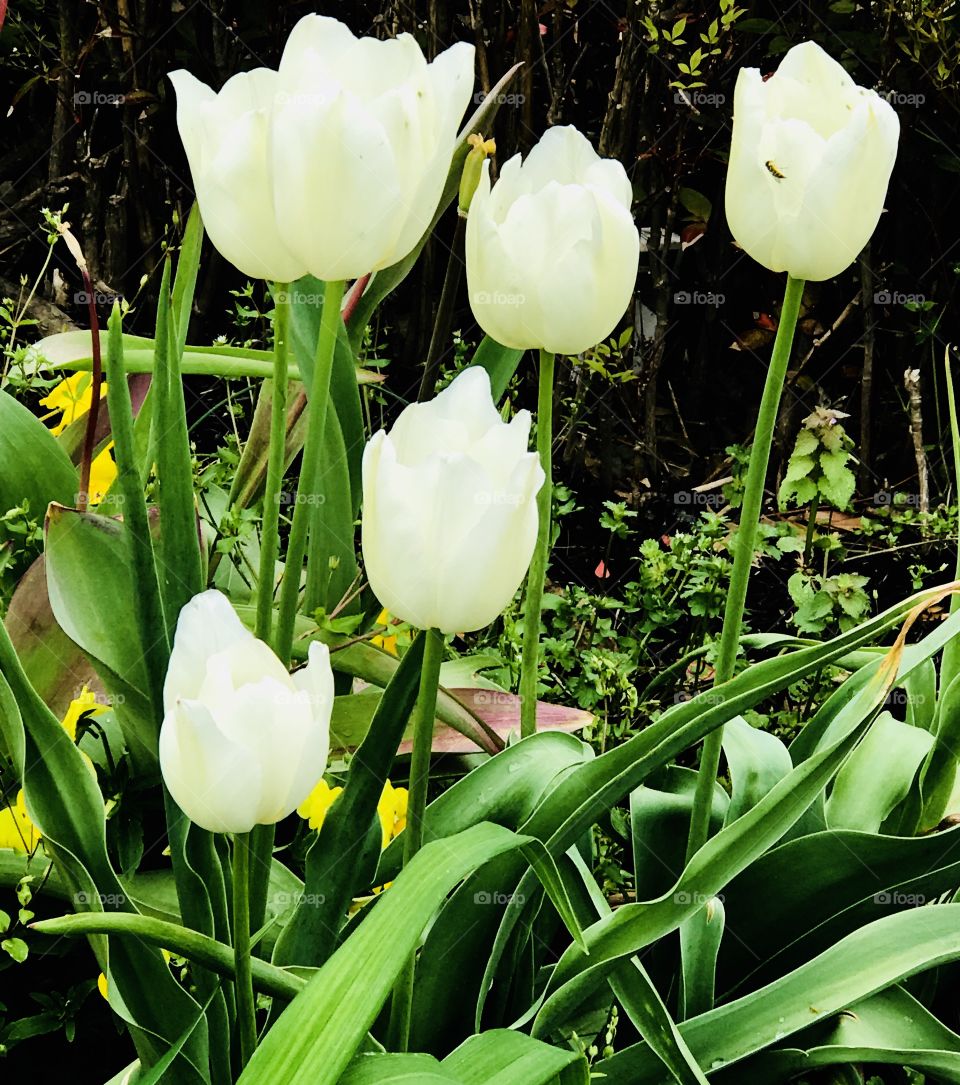White Spring Blossoms