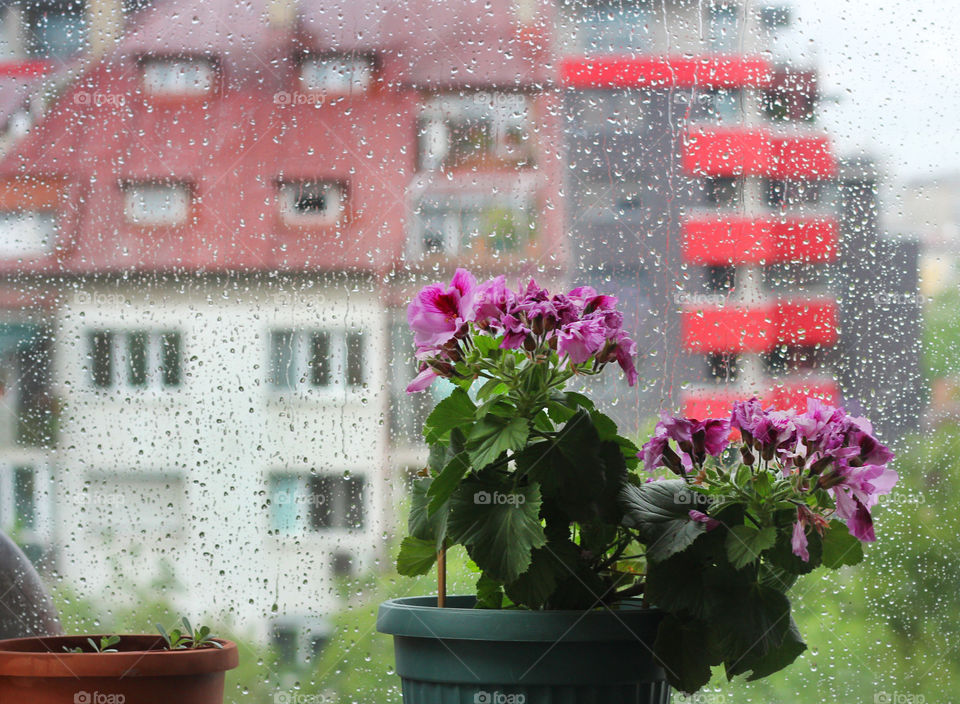 Home plant on window, rainy day