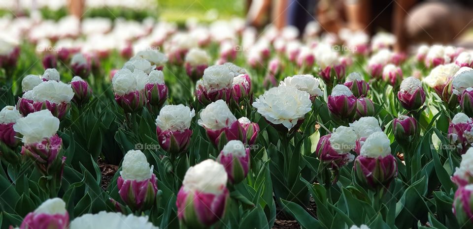 tulips, Park, nature, garden, color, Colorful, Leafs, sim, spring